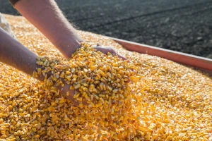 Kukuruzom se najviše trgovalo, cena pšenice u padu