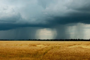 Velikog svetskog izvoznika pšenice pogodilo jako nevreme, a tek su na pola žetve