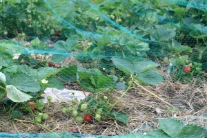 Umesto pesticida: Objavljena baza podataka za integrisano upravljanje štetočinama