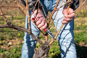 Rezidba vinove loze bi ove godine mogla da počne ranije, na šta paziti?