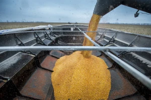 U upotrebi sedam novih GMO sorti - odobrila Evropska komisija