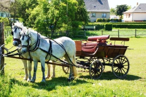 Tradicija: U Banatskom Karađorđevu sve više konja