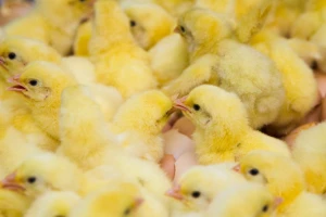Nemačka zabranjuje mlevenje živih muških pilića - uvode novu metodu