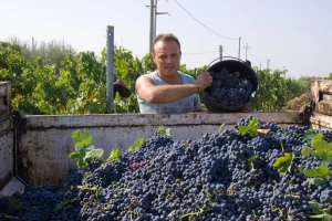 Bugarski vinogradari blokirali ulice zbog niskih otkupnih cena grožđa
