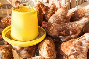 Ishrana živine: Preterani unos bakra može dovesti do nedostatka vitamina C