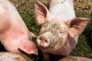 Zabeležen je pad cene prasadi, jagnjad - 400 din/kg