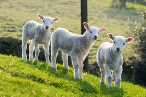 Veganski aktivista u pohodu spasavanja ovaca sa menija koledža