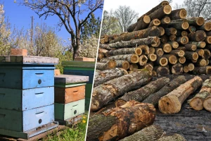 Sa imanja nestale košnice sa pčelama, ukradena drva i stablo hrasta