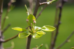 Početak piljenja larvi kruškine buve - kada je vreme za zaštitu?