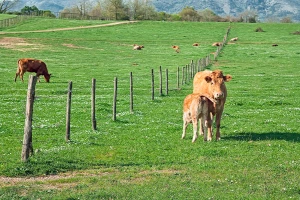 Koje su sve prednosti pašnjačke ishrane stoke?