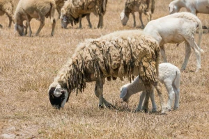 Ekstremna suša pogodila delove Srbije: Došlo do prvih uginuća stoke