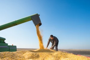 Prvi kupoprodajni ugovor za kukuruz novog roda - 24 dinara za kilogram