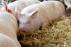 Velika ponuda tovljenika i svinjetine - kada očekivati rast cena?