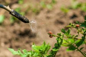 Krompirova zlatica otporna na pesticide - menja DNK po potrebi?