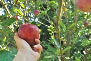 Autohtone sorte jabuka otporne i pogodne za preradu - koju gajiti?