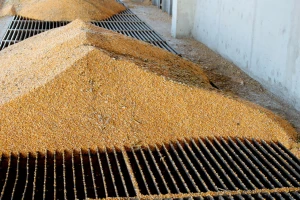 Кukuruz i soja odlični bioenergetski usevi