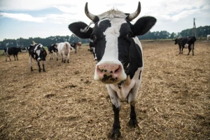 Svet mora do 2030. da dosegne vrhunac stočarstva i obnovi vegetaciju!