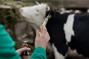 Antibiotici manje efikasni: Njihova upotreba u veterini će se smanjiti za 50 odsto?