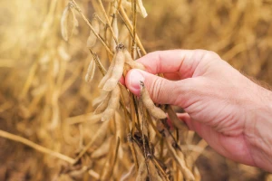 Uzročnik truleži semena soje - do vidljivih simptoma tek pred kraj vegetacije