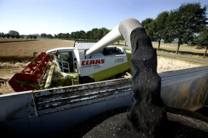 Padaju cene uljane repice - kakva je procena žetve?
