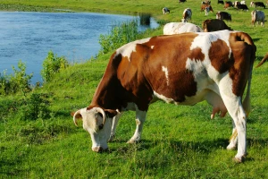Bakterije iz buraga mogu da razgrade plastiku?