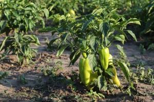 Paprika i komšije: Koga voli, a koga ne u svojoj blizini?