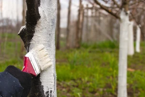 Kada obaviti krečenje stabala voćki?