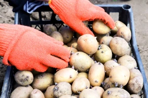 Kako pripremiti krtole za sadnju krompira i tako uticati na prinos?
