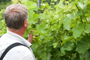 Arome i svežinu budućeg vina spasite izmenama u tehnologiji