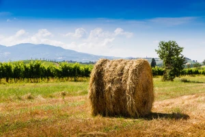 Šta sa slamom u vinogradu? Sprečiti eroziju i izjaviti ljubav