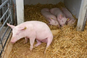 Cene svinja i dalje rastu - manja proizvodnja u EU