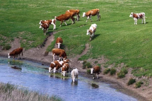 Zašto je važno redovno analizirati vodu kojom se poji stoka?