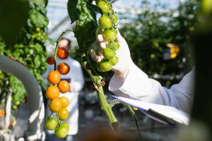 Produžene mere protiv širenja virusa smeđe naboranosti ploda paradajza