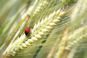EU ubrzava autorizaciju biopesticida za zaštitu useva