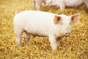 U svinjama uzgajali bubreg sa ljudskim ćelijama