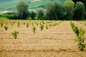 Jesenja sadnja leske: Pazite na položaj i obezbedite navodnjavanje