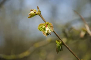 Grinja leske: Kako je prepoznati i suzbiti?