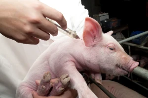 Dobre vesti: Gotovo prepolovljena prodaja antibiotika u veterinarstvu
