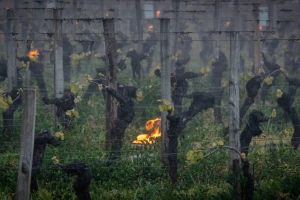 Mraz spalio francuske vinograde: U Šampanji zabeleženo -9°C