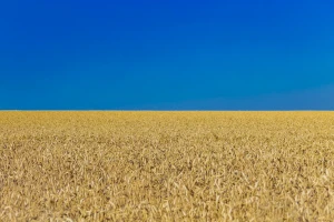 Ukrajina će zasejati 70 odsto poljoprivrednih površina - šta to znači za izvoz?