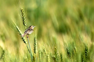 Insekticidi su krivi za pad populacije ptica u Evropi?