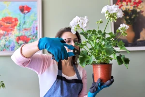 Kako sačuvati geranijum i pelargoniju preko zime?