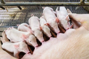 Uticaj hranjenja krmača na prašenje: Manje kalcijuma, više vlakana - zašto?