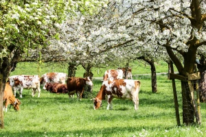 Zaštita šuma, skladištenje karbona u zemljištu i održiv način ishrane - mere za spas klime