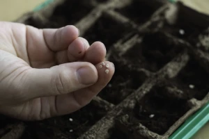 Kada i kako posejati seme paradajza za rasad?