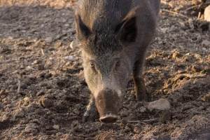 Žabare: Najezda divljih svinja