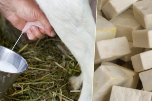 Sapune od kozjeg mleka možete napraviti i sami