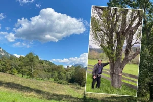 Koje je sorte misteriozna šljiva koja je izazvala regionalnu polemiku?