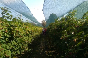 Malinari postigli dogovor o otkupnoj ceni i odustali od štrajka glađu