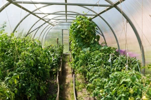 Ćuprijskim poljoprivrednicima donirani plastenici